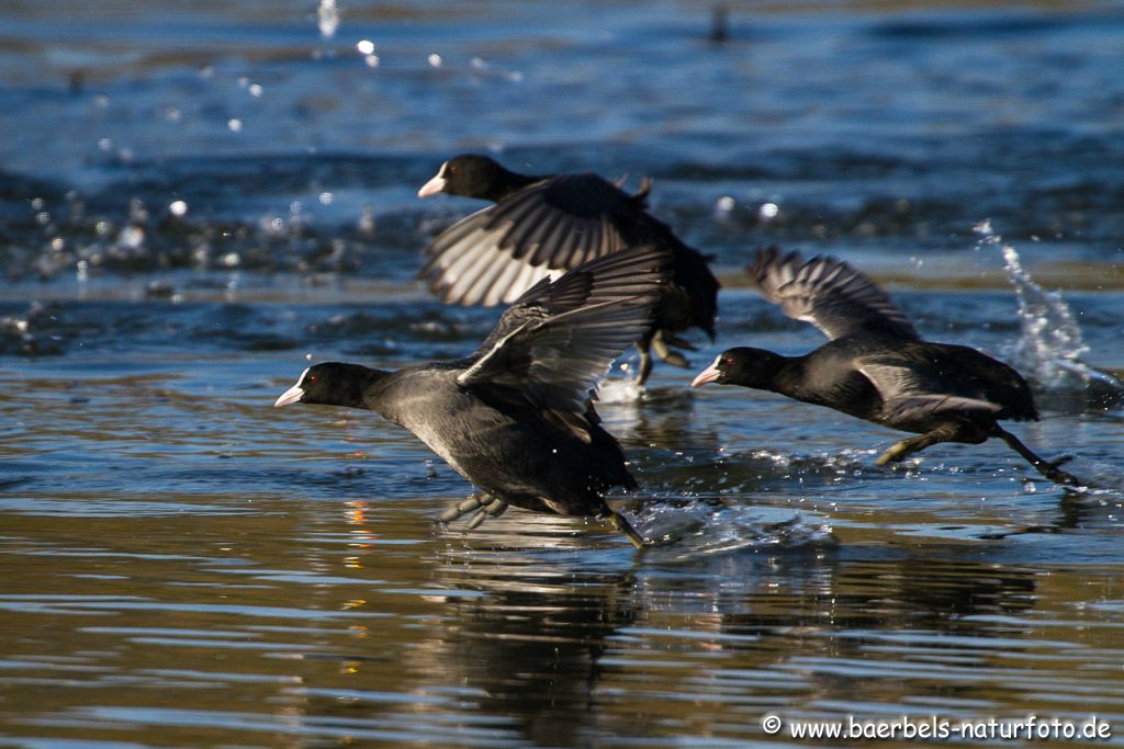 Blässhühner auf der Flucht