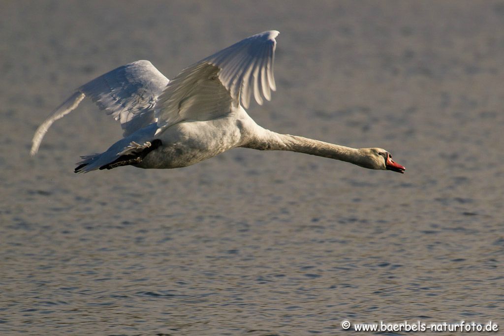 Höckerschwan