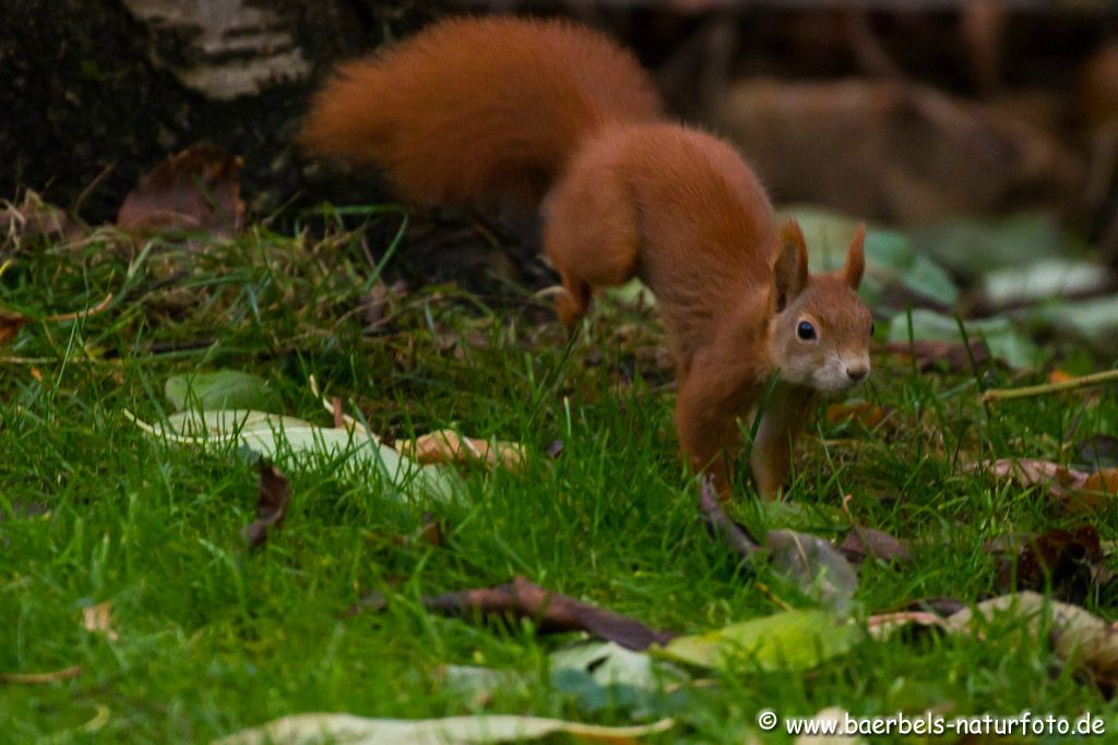 Eichhörnchen am Abend