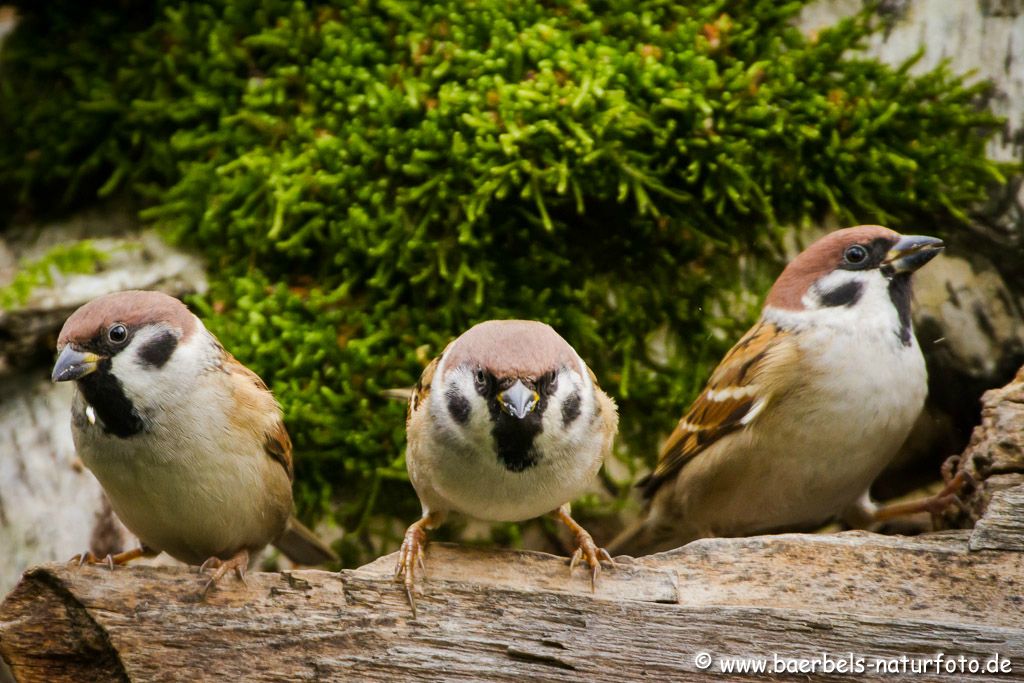 Trio Feldsperlinge