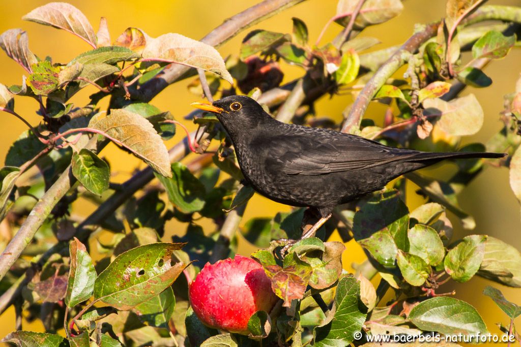 Männl. Amsel in der Morgensonne