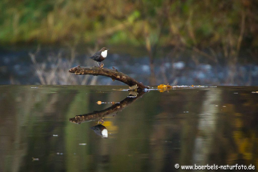 Wasseramsel