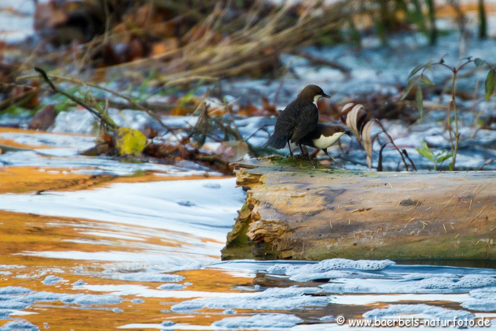 Wasseramseln schon in Balzstimmung