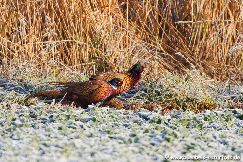 Hinterher eilen die Jagdfasanenhähne