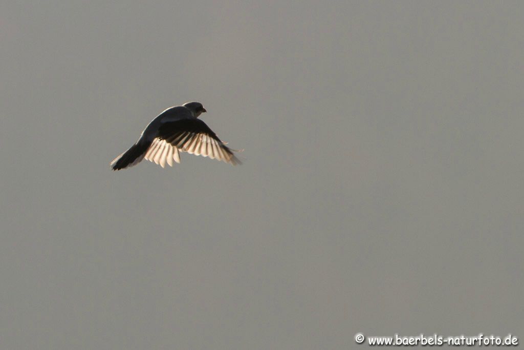 Raubwürger im Gegenlicht beim Rüttelflug