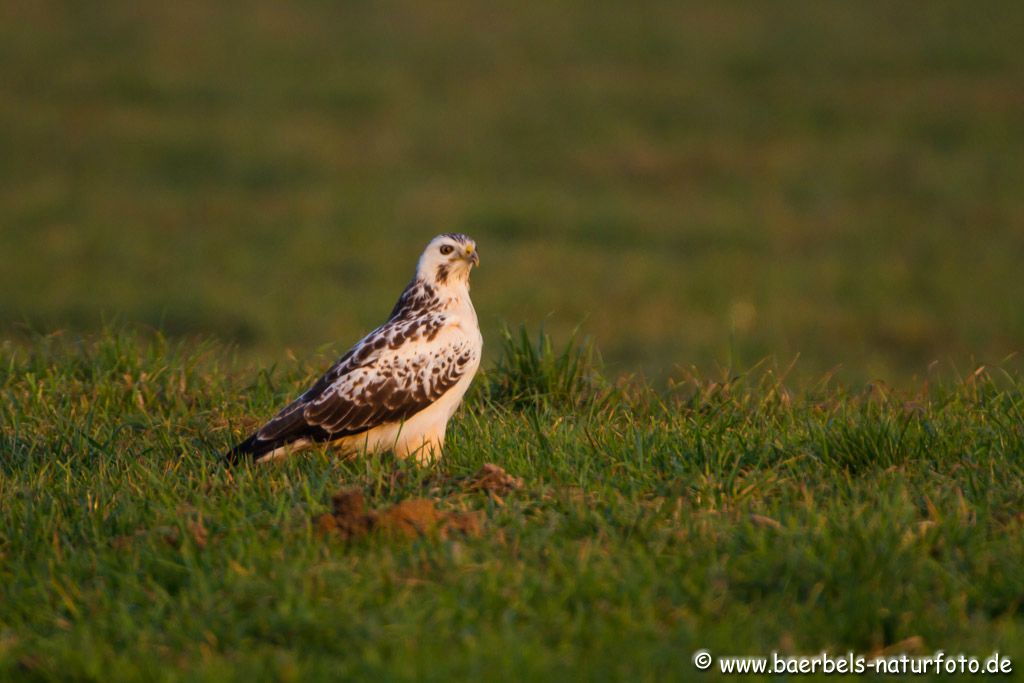 Mäusebussard in der Abendsonne