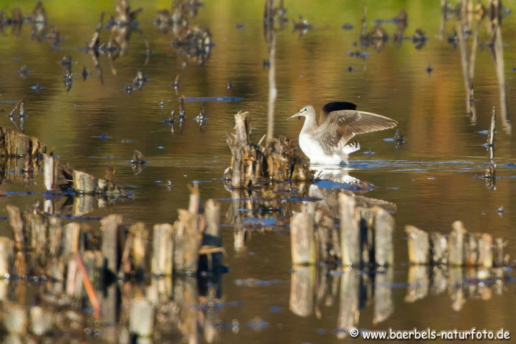 Waldwasserläufer