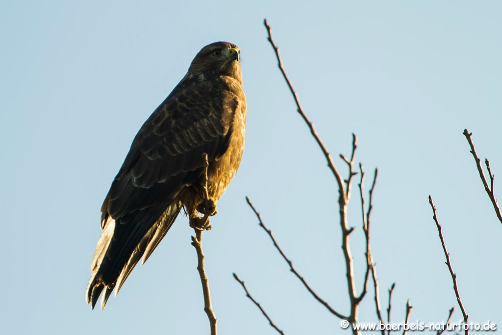 Mäusebussard im Gegenlicht