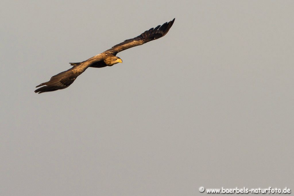 Seeadler