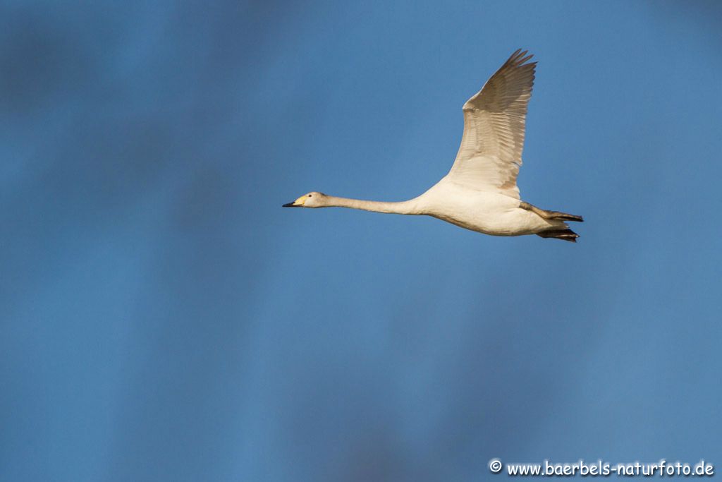 Überfliegender Singschwan