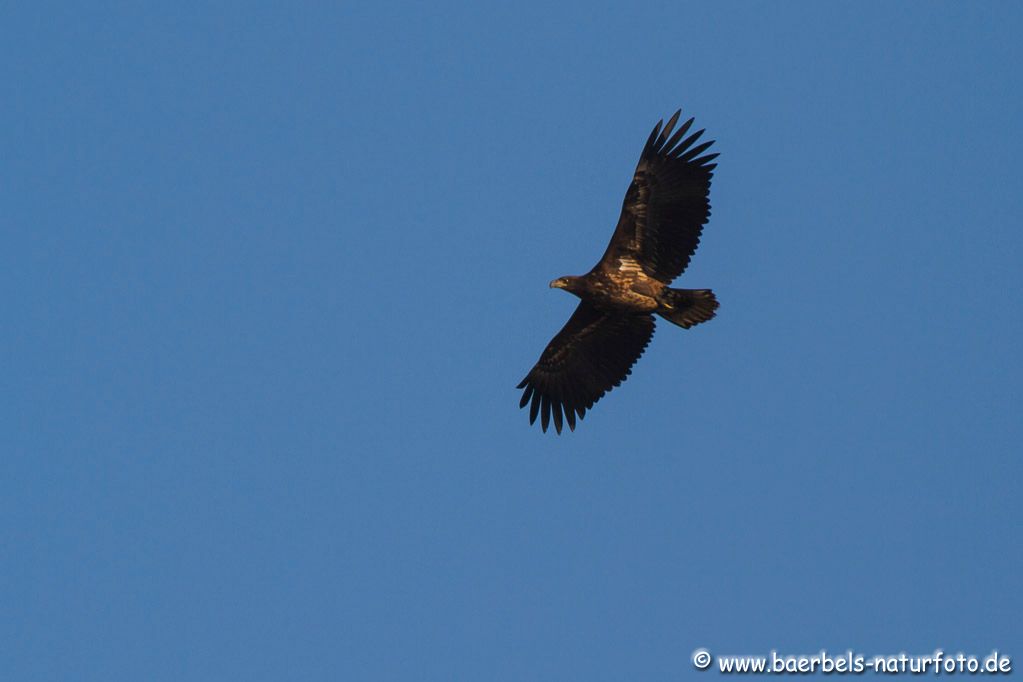 Seeadler