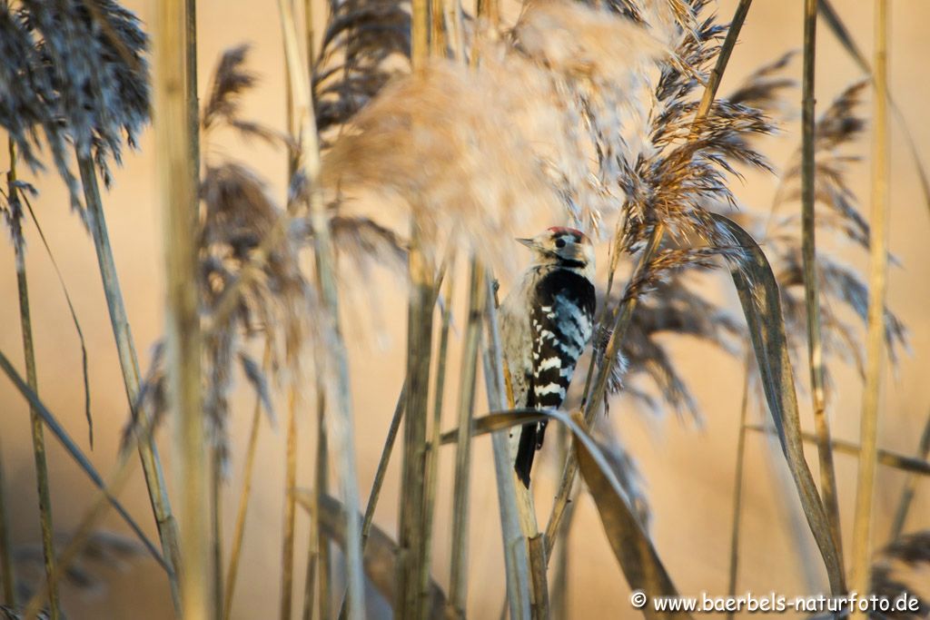 Sogar im Schilf sucht der Kleinspecht nach Nahrung