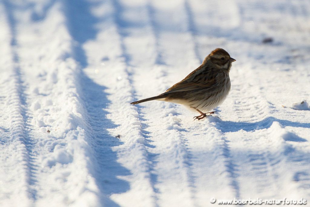 Rohrammer im Schnee