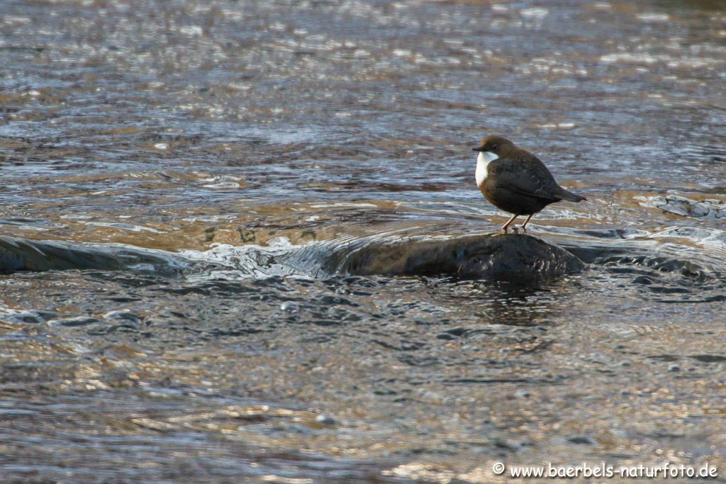 Wasseramsel