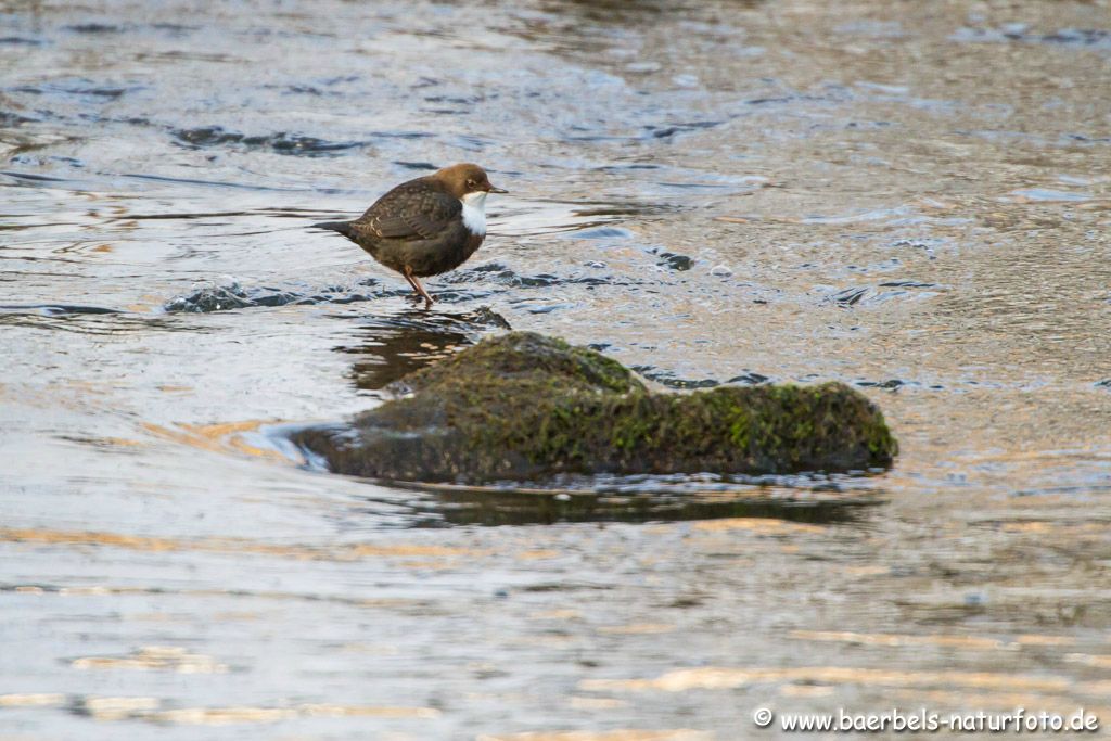 Wasseramsel