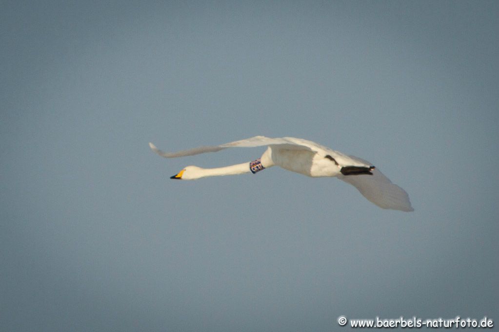 Singschwan mit Ring