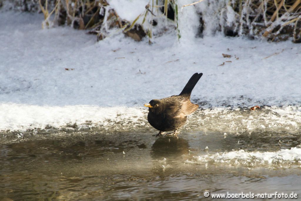 Männl. trinkende Amsel