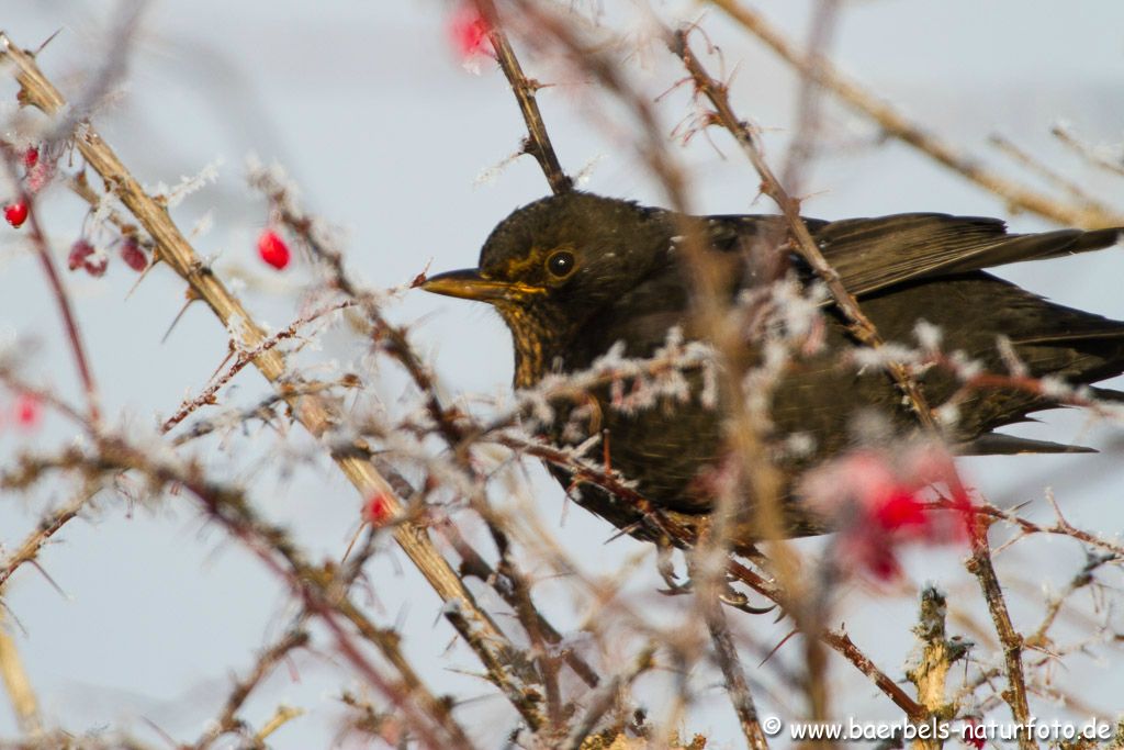 Amsel im Gestrüpp