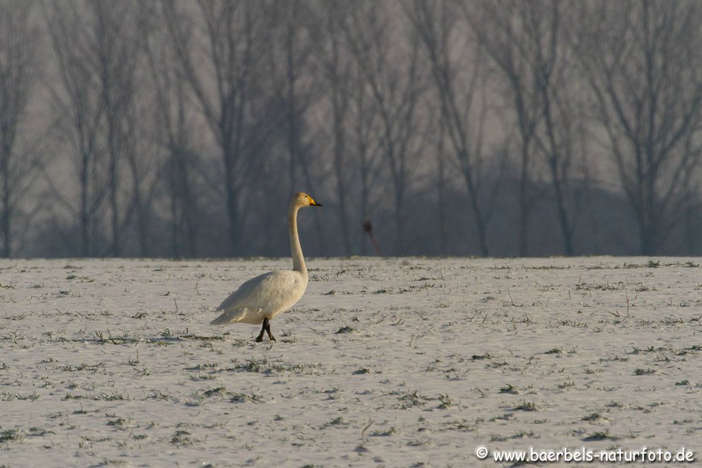 Singschwan im Feld