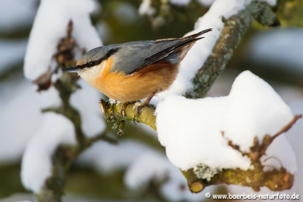 Kleiber im Schnee