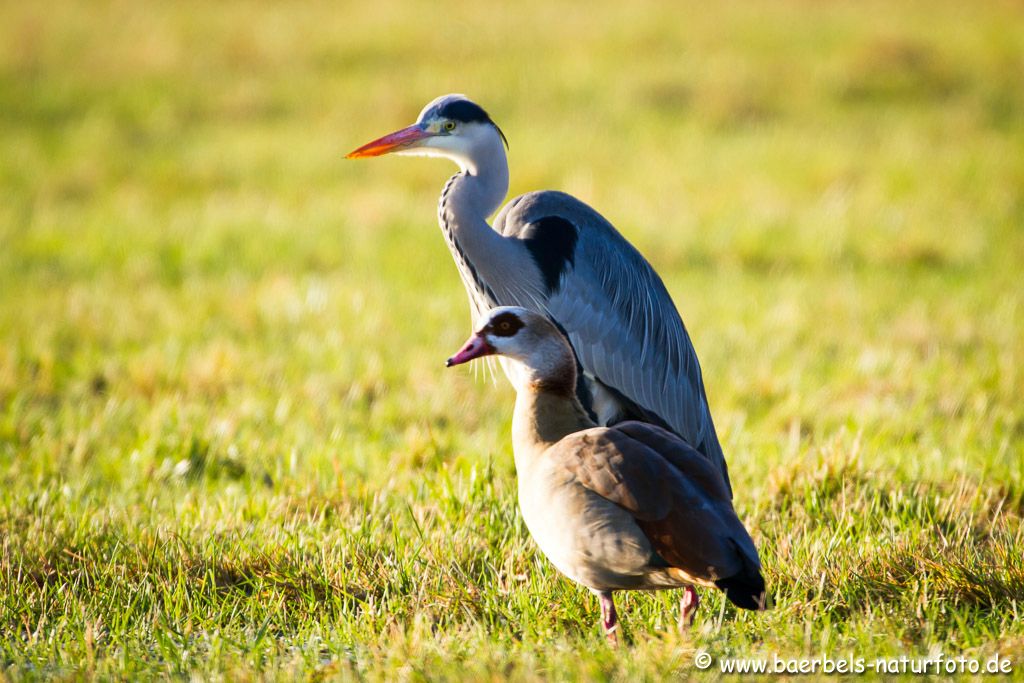 Graureiher mit Nilgans