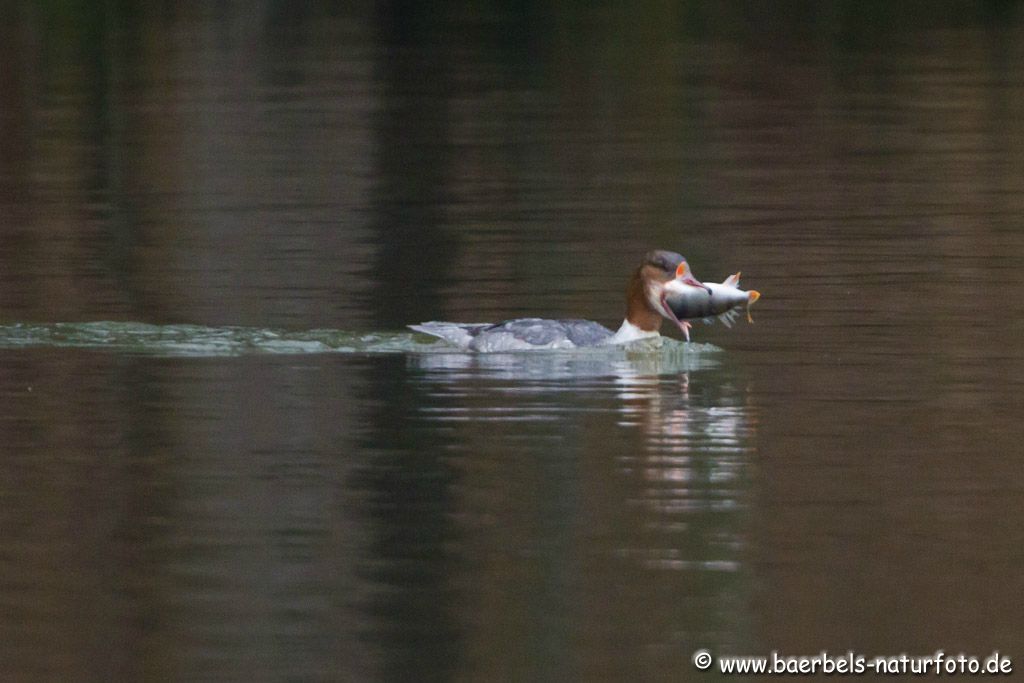 Seit Tagen schlechtes Wetter deshalb nur zur Doku wie der Gänsesäger einen großen Fisch verschlingt