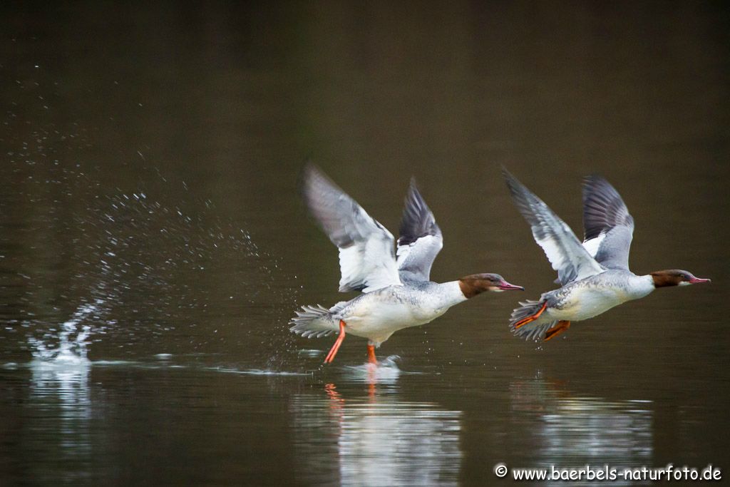 Abflug weibl. Gänsesäger