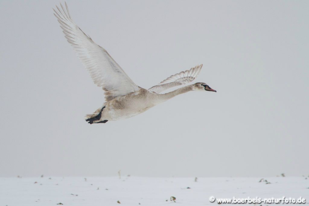 Junger Höckerschwan