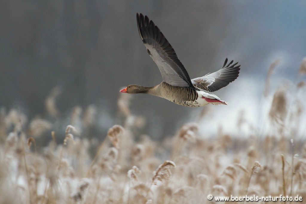 Fliegende Graugans