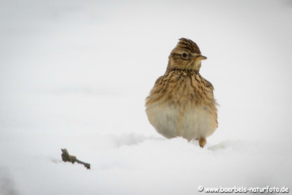 Feldlerche versinkt im Schnee