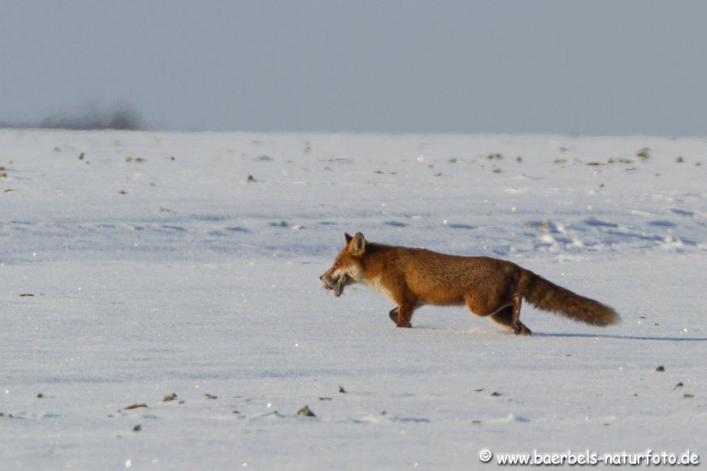 Rotfuchs mit Beute ( Kaninchen