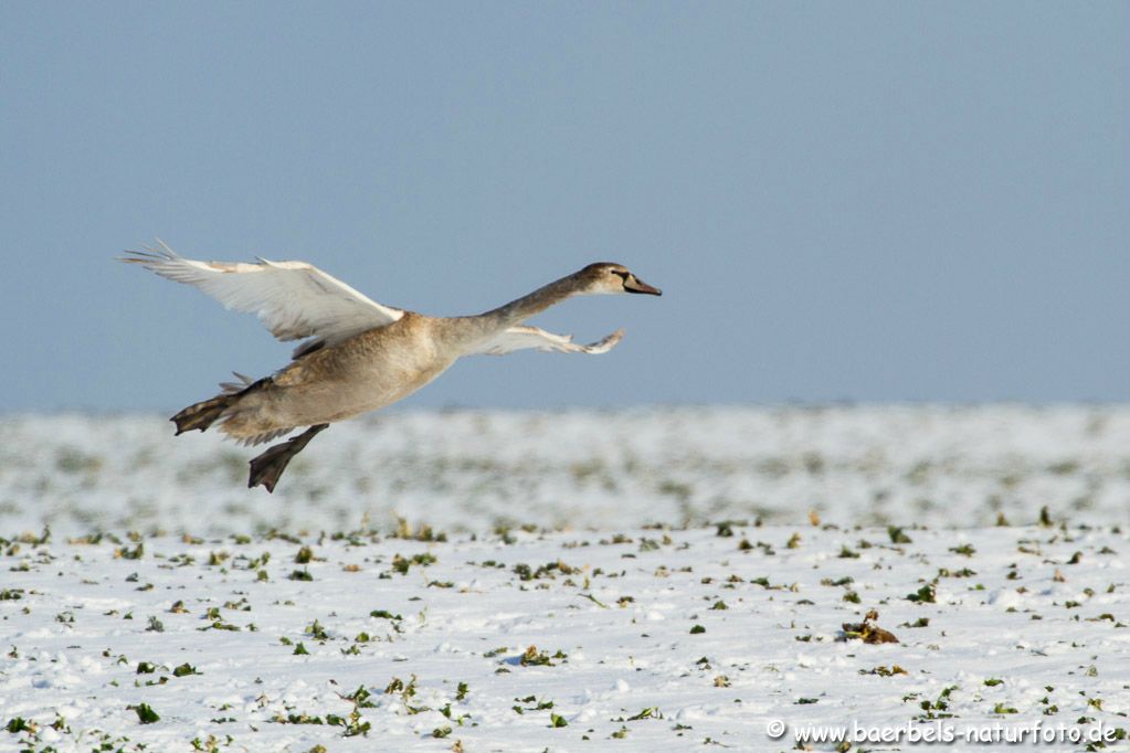 Junger Höckerschwan bei der Landung