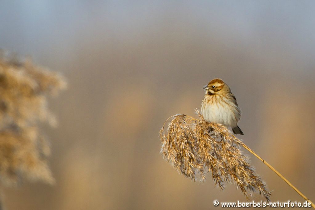 Rohrammer in der Morgensonne