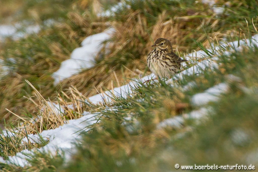 Wiesenpieper