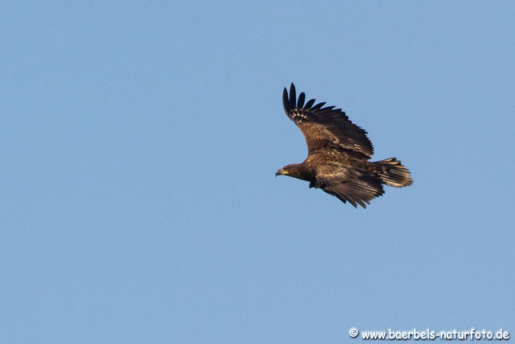 Kreisender Seeadler