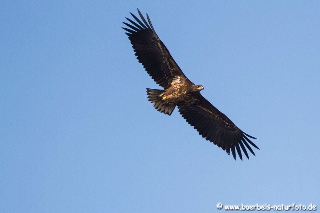 Überfliegender Seeadler