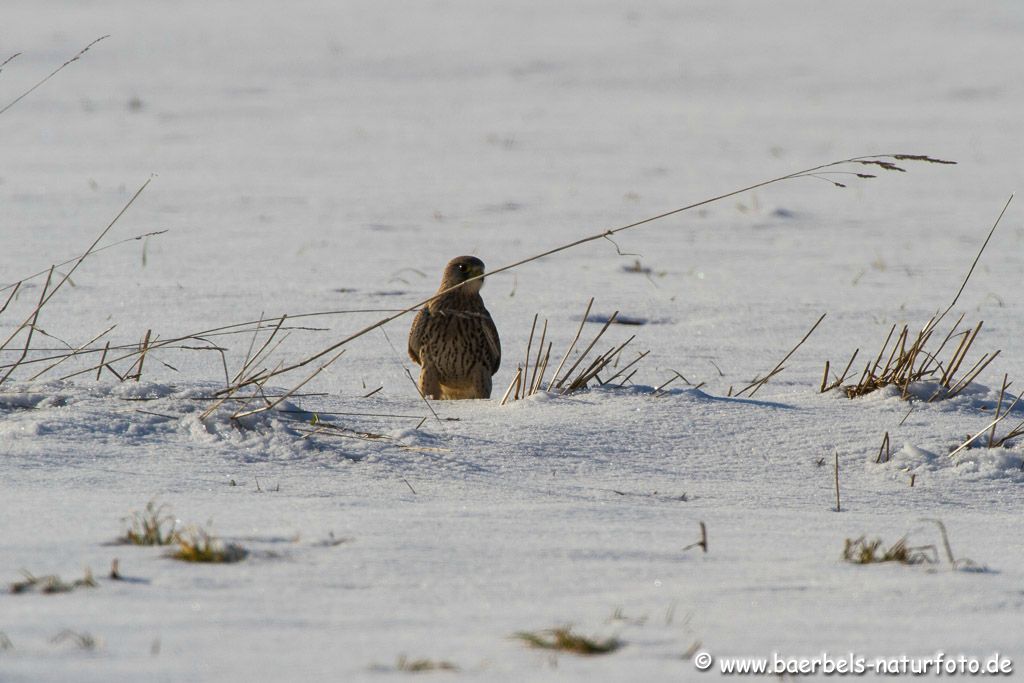 Nahrungssuche im Schnee