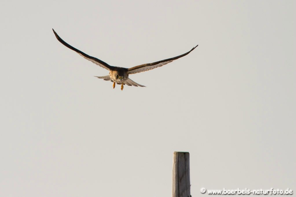 Anflug der Sitzwarte