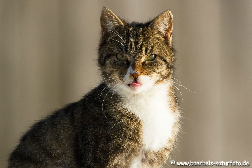 Katze genießt die Sonne