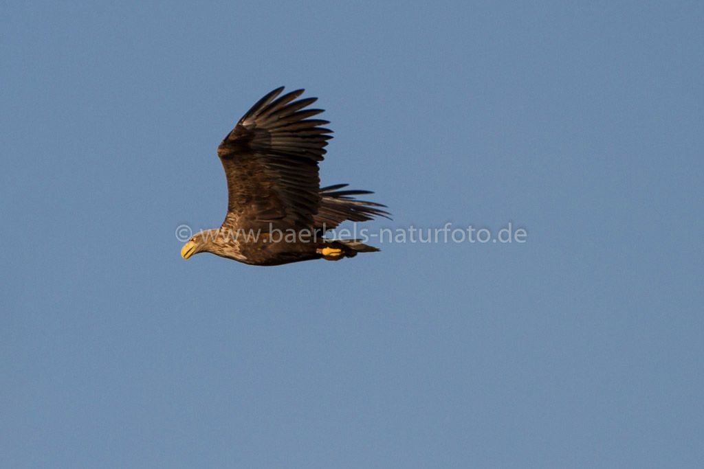 Seeadler