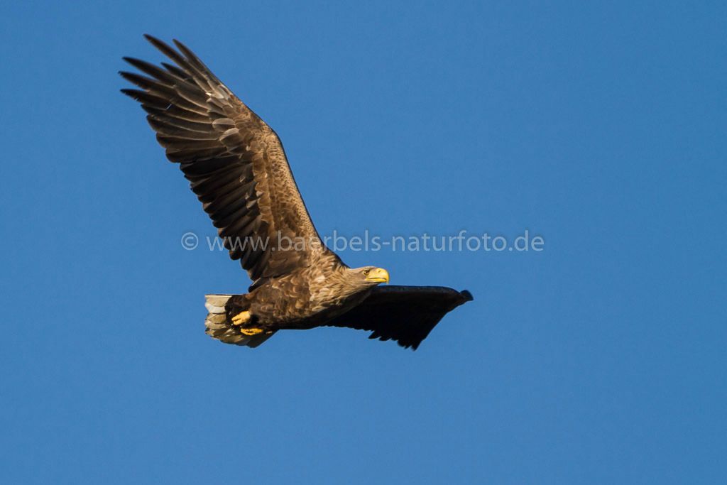 Seeadler