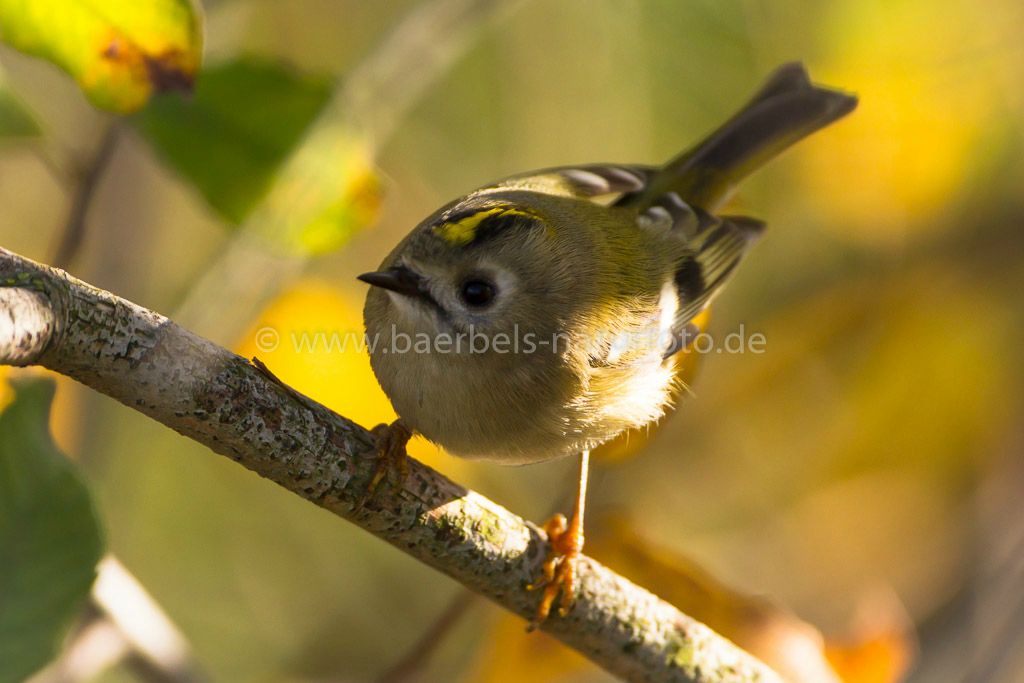 Wintergoldhähnchen