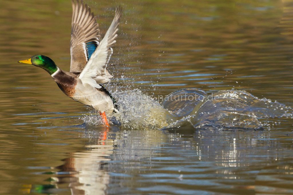 Männl. Stockente