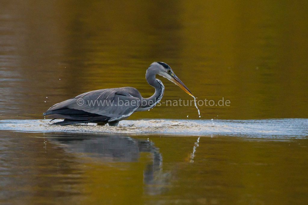 Graureiher beim erfolglosen Fischen