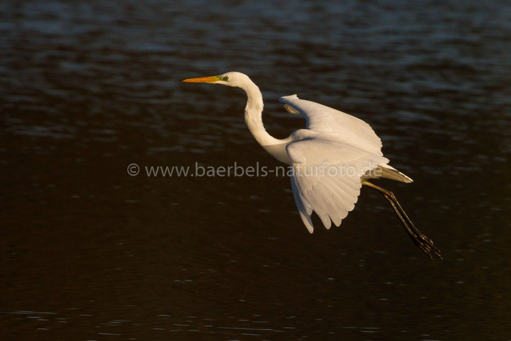 Silberreiher beim Anflug