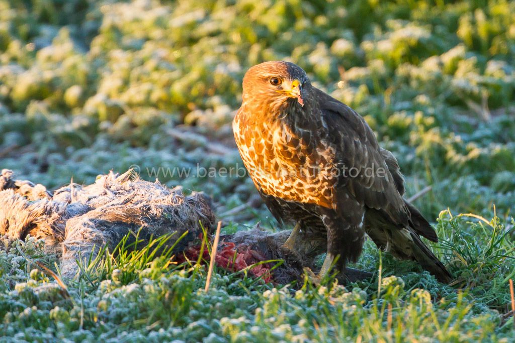 Mäusebussard beim Frühstück