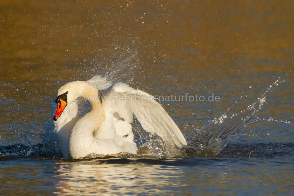 Badespaß beim Höckerschwan