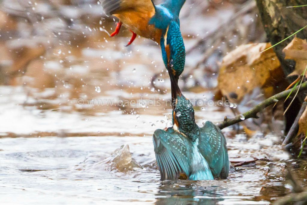 und endet im Wasser