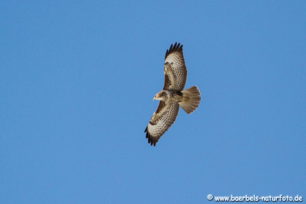 Mäusebussard