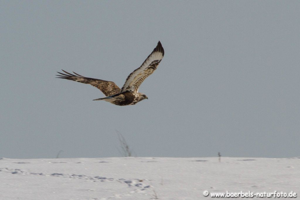 Raufußbussard